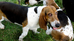 Rottweiler, Boston Terrier, Basset Hound, Shar Pei, St. Bernard thumbnail