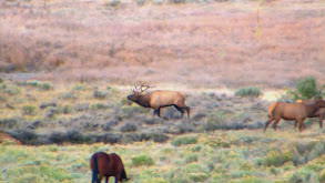 Giant New Mexico Bulls thumbnail