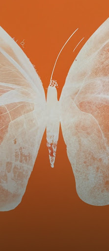 An orange and white half-tone X-ray of a butterfly with the prompt "Half-tone X-ray of a butterfly in orange."