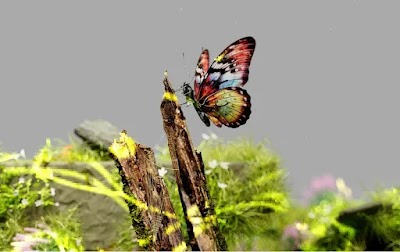 An image of a butterfly perched on a branch, surrounded by seemingly energised earthy elements.