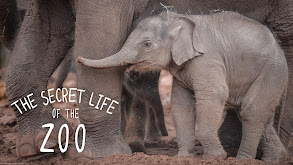 The Secret Life of the Zoo thumbnail