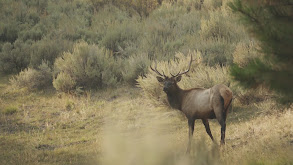 Elk in the Beaver State thumbnail