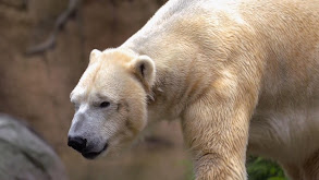 Polar Bear Opposites thumbnail