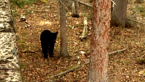 Saskatchewan Black Bears thumbnail