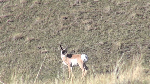 Jordan Breshears' 2013 Antelope thumbnail