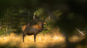 Team Primos Hunts Elk at Hill Ranch thumbnail
