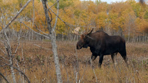 Moose on the loose thumbnail