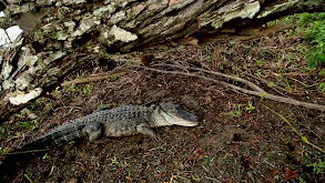 Swamp Freaks '15: Troy Landy's 170 thumbnail