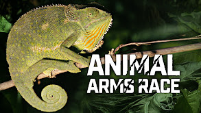 Animal Arms Race thumbnail
