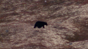 The Sweetest Meat: Alaskan Black Bear thumbnail