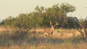 David Blanton Texas Deer thumbnail