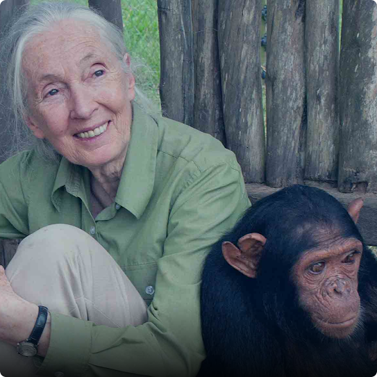 Jane Goodall sits in the forest with an ape next to her.