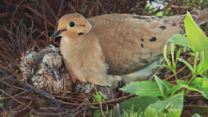 Sowing the Seeds of Success, Dove Management thumbnail
