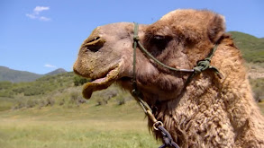 Happy Couple of Camels thumbnail