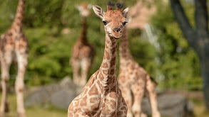Baby Giraffe thumbnail