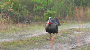 Tennessee Kids and Florida Turkeys thumbnail
