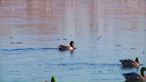 Montana Ducks Pt. 1 thumbnail