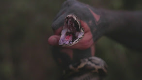 Python & Saw Palmetto thumbnail