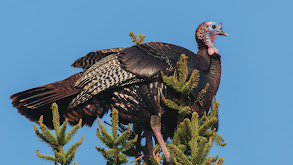 The Effects of Predators on Wild Turkey Populations thumbnail
