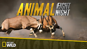 Animal Fight Night thumbnail