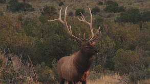 New Mexico Dream Bull thumbnail