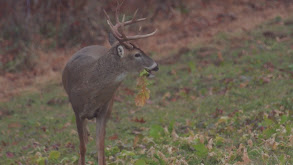 The Effects of Rut / Post Season Stress on Whitetails thumbnail