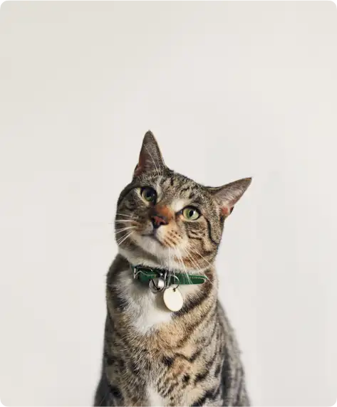 Un gato atigrado mira hacia arriba, en dirección a la cámara.