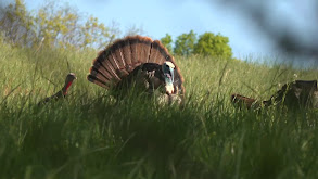 Tennessee Gobblers thumbnail