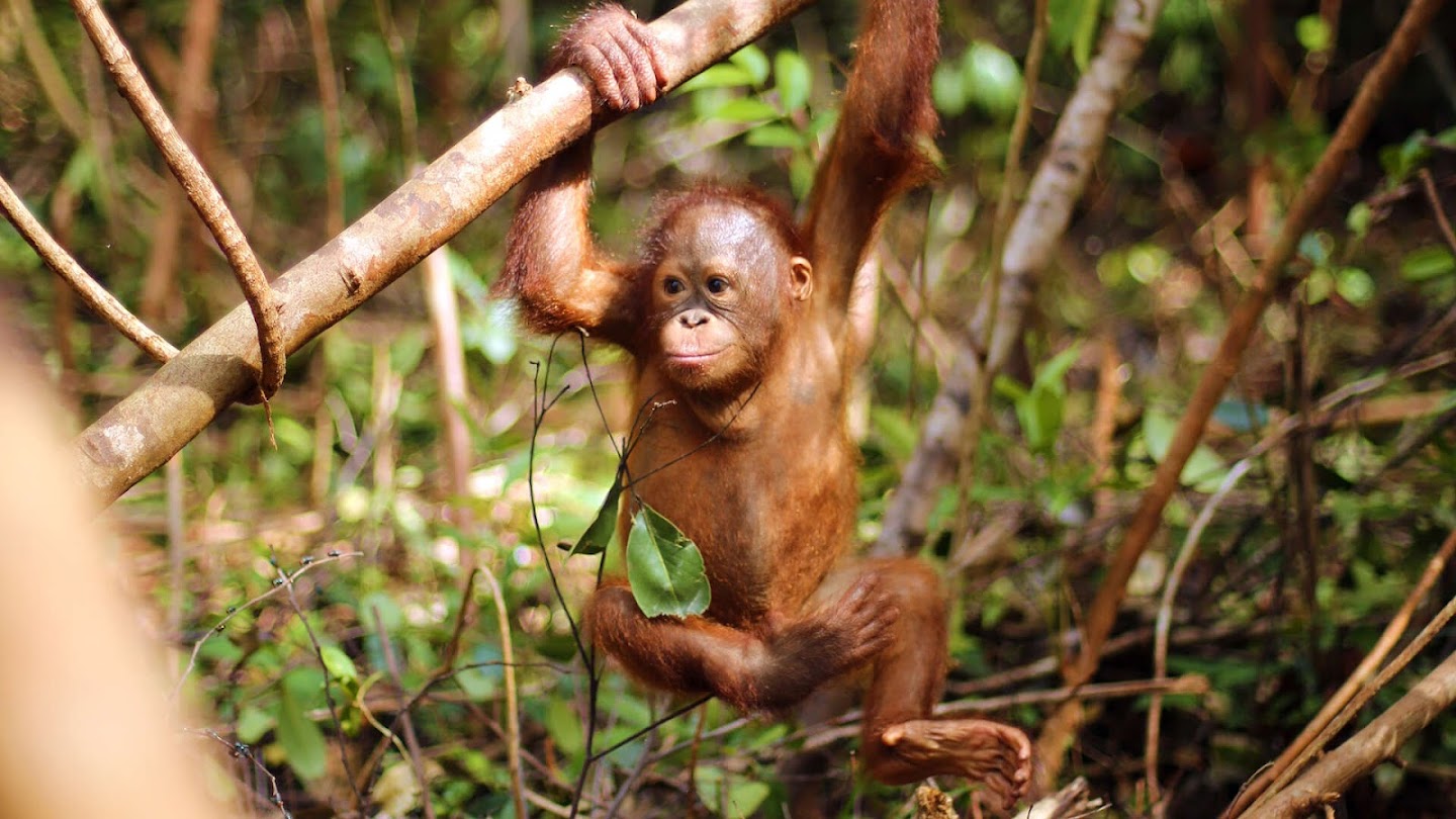 Watch Orangutan Jungle School live