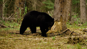 Buck Country Bears thumbnail