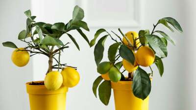 Lemon trees growing indoors in small pots