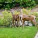 Deer chewing rose bushes in a suburban garden