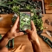 Person taking picture of succulent on gardening table 