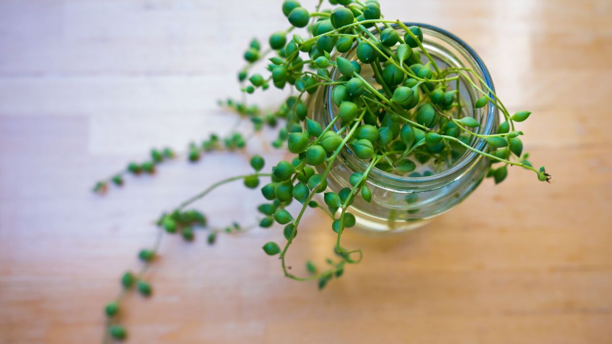 String of pearls plant in propagating water 