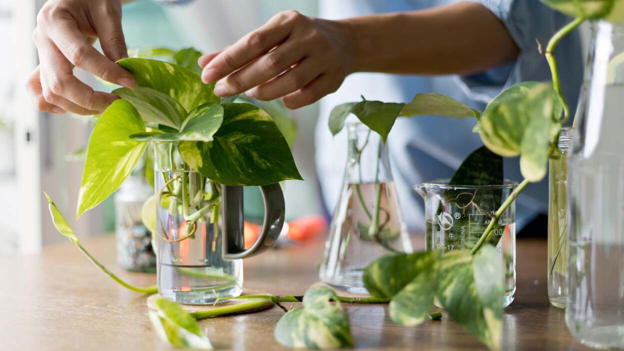 A woman placing plant cuttings into glass jars