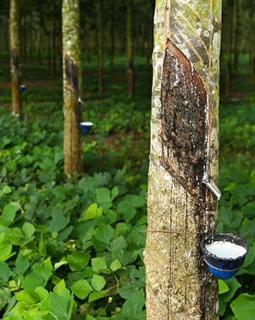 natural rubber tapped rubber tree latex
