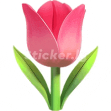 Tulips Flowers GIF - Tulips Flowers GIFs