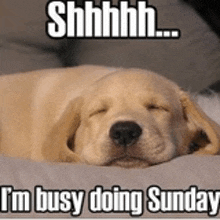 Sunday Sunday Dog GIF - Sunday Sunday Dog Sleepy Dog GIFs