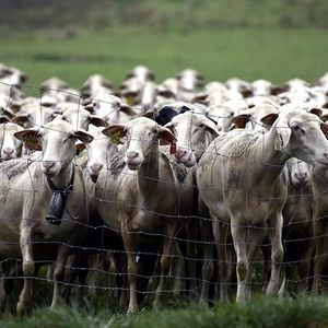 Moutons aux Eygalières dans le Larzac.