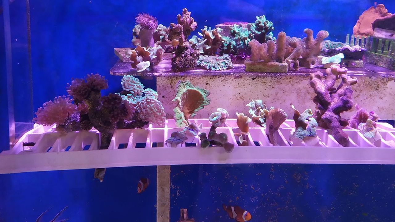 Pour l'instant, I.Ceram consacre ses ressources de R&D à l'étude des greffes de coraux afin de repeupler le milieu naturel.