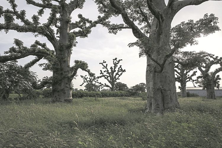 Emblématique de la savane africaine, le baobab est gorgé de minéraux et de vitamines, ce qui lui vaut le surnom d'« arbre de vie » ou « arbre du pharmacien ».