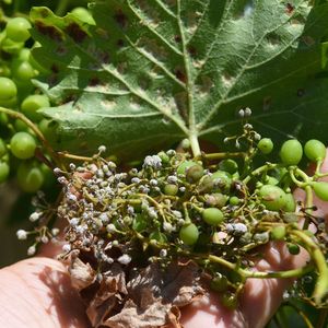 Les grains de raisin attaqués par la maladie du mildiou se ratatinent comme des raisins de Corinthe.