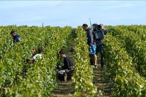 Cette année, 1,9 million d'hectolitres ont été récoltés sur 32.000 hectares de vigne, contre à peine 1 million en 2022.