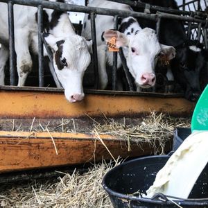 Les 50.000 producteurs français de lait sont majoritairement à la tête d'élevage de petite taille.