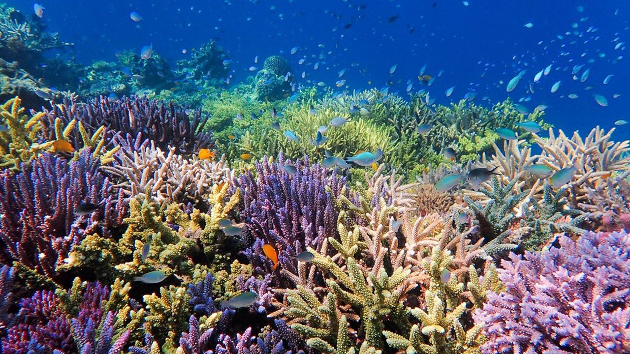 Au niveau global, environ 1 milliard de personnes vivent à proximité des récifs coralliens. Parmi elles, 500 millions en dépendent non seulement pour se protéger sur les côtes, mais aussi pour se nourrir et pour travailler.