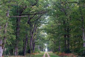 Un chemin forestier dans la forêt domaniale de Vierzon.