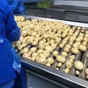 Aussitôt ramassées, les pommes de terre primeur sont lavées, triées et calibrées par la coopérative pour être expédiées dans la journée.
