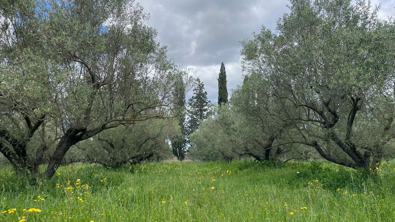 L'oliveraie de Beaucaire compte 750 arbres répartis sur 2,93 hectares