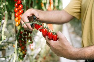 Les ménages français ont consommé 14 kg de tomates en moyenne en 2023.