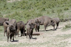 Selon une étude de la Yale School of Environment, 170 bisons pourraient permettre d'économiser à l'atmosphère plus de 50.000 tonnes de CO2 par an.